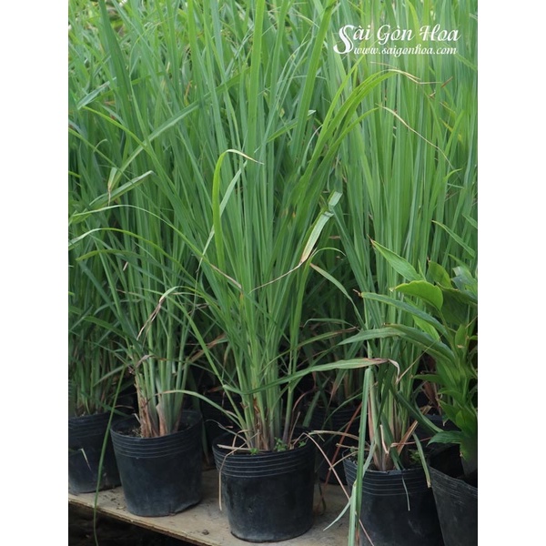 Cây sả giống có rễ- Đuổi côn trùng-Làm Cảnh