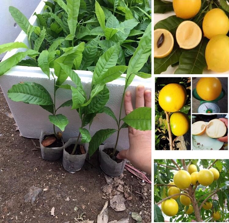 CÂY GIỐNG VÚ SỮA HOÀNG KIM