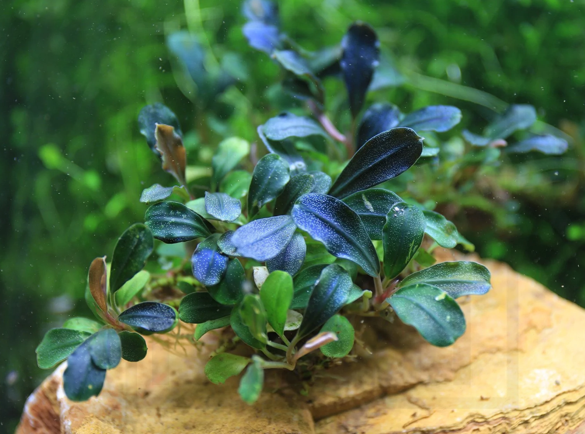 Bucep Phantom - Bucephalandra Brownie Phantom