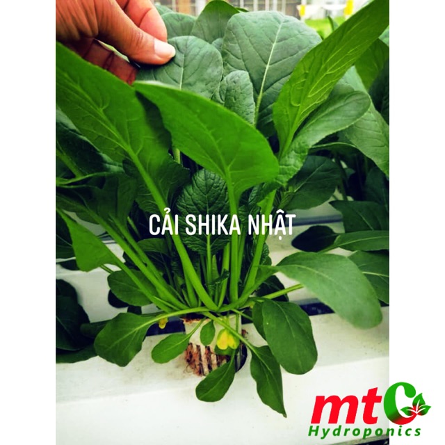 Hạt giống cải nhật shika-f1