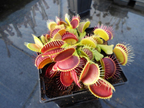 Cây bẫy mồi , bẫy kẹp , bắt mồi dòng B52