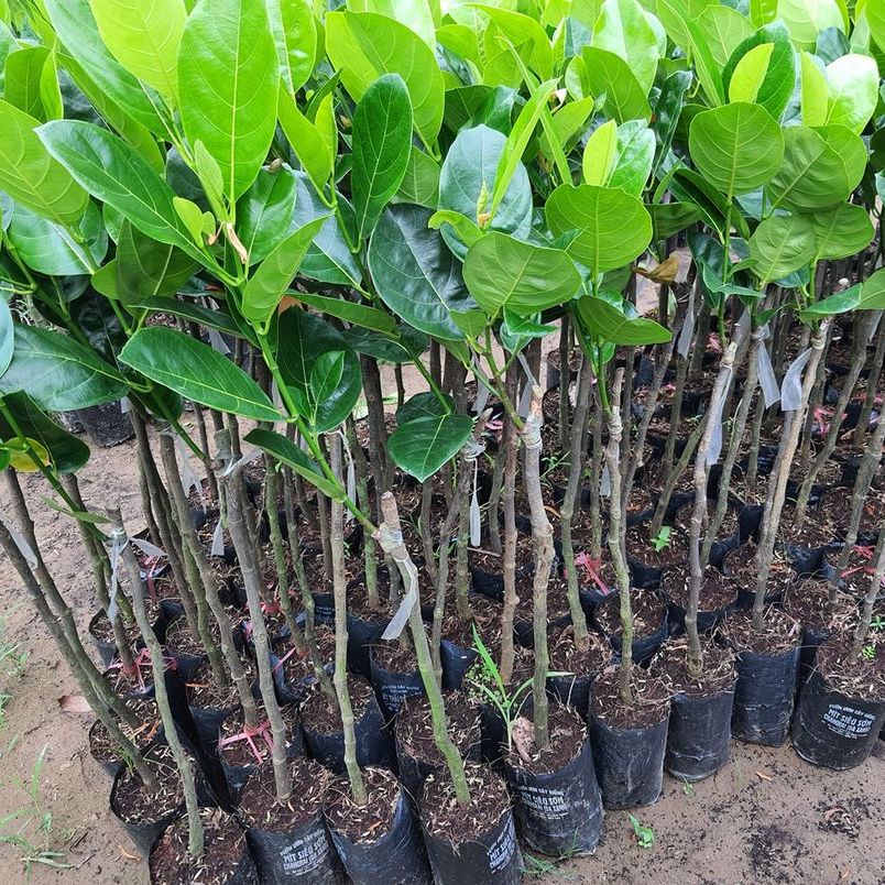 Giống cây mít sơ đỏ ruột đỏ, cây ghép cao 60-70cm
