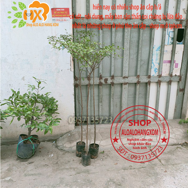 Cây bàng đài loan cao từ 70-90 cm -0937135723 -hiện nay có nhiều shop đã lấy hình shop . mấy bạn mua hàng cẩn thận