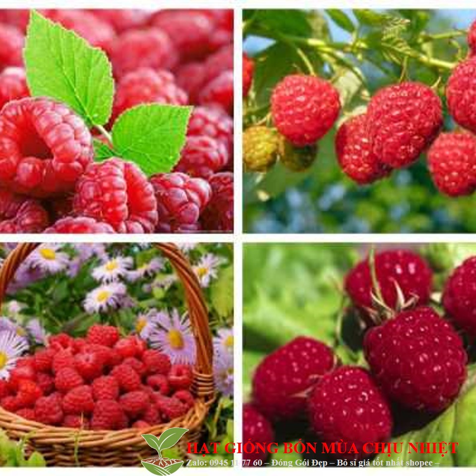 MJ26A Hạt Giống Quả Mâm Xôi Đỏ 30 Hạt/ Gói bốn mùa