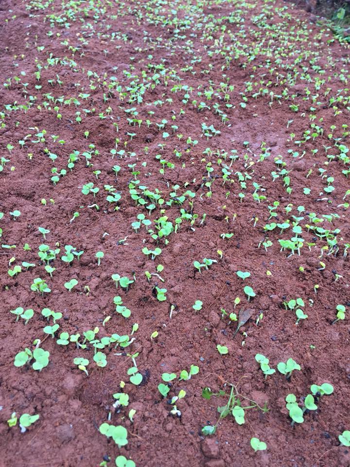 25 hạt giống sâm bố chính  – Kèm 25 bầu ươm hạt siêu tiện ích