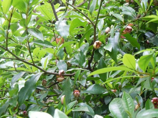 Cây giống HOA LAN TIÊU