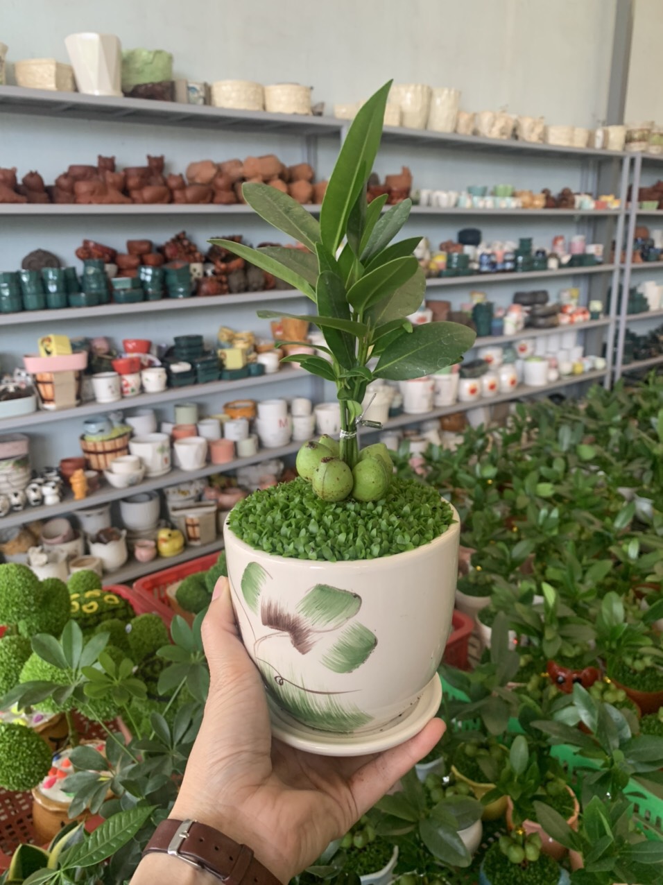 Cây Tài lộc phong thủy để bàn / trang trí bàn làm việc / chậu sứ