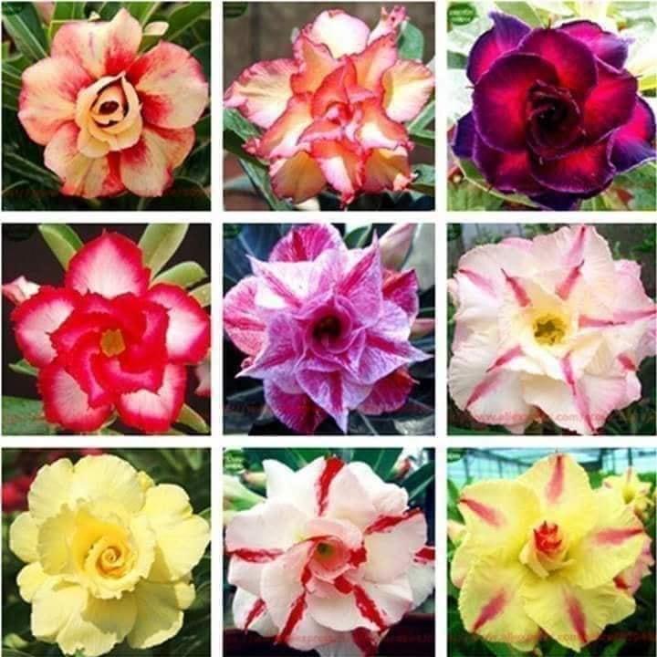 Gói 10 hạt sứ thái kép mix đủ 10 màu