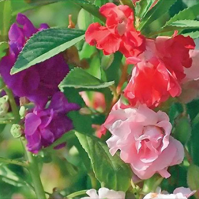 Hạt Giống Hoa Móng Tay (Hoa Bóng Nước) Nhiều Màu Mix