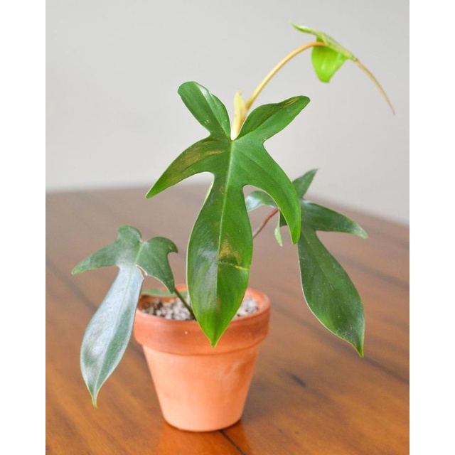 Philodendron Florida- Trầu bà cánh én xanh, cây con cây có rễ khoẻ mạnh.