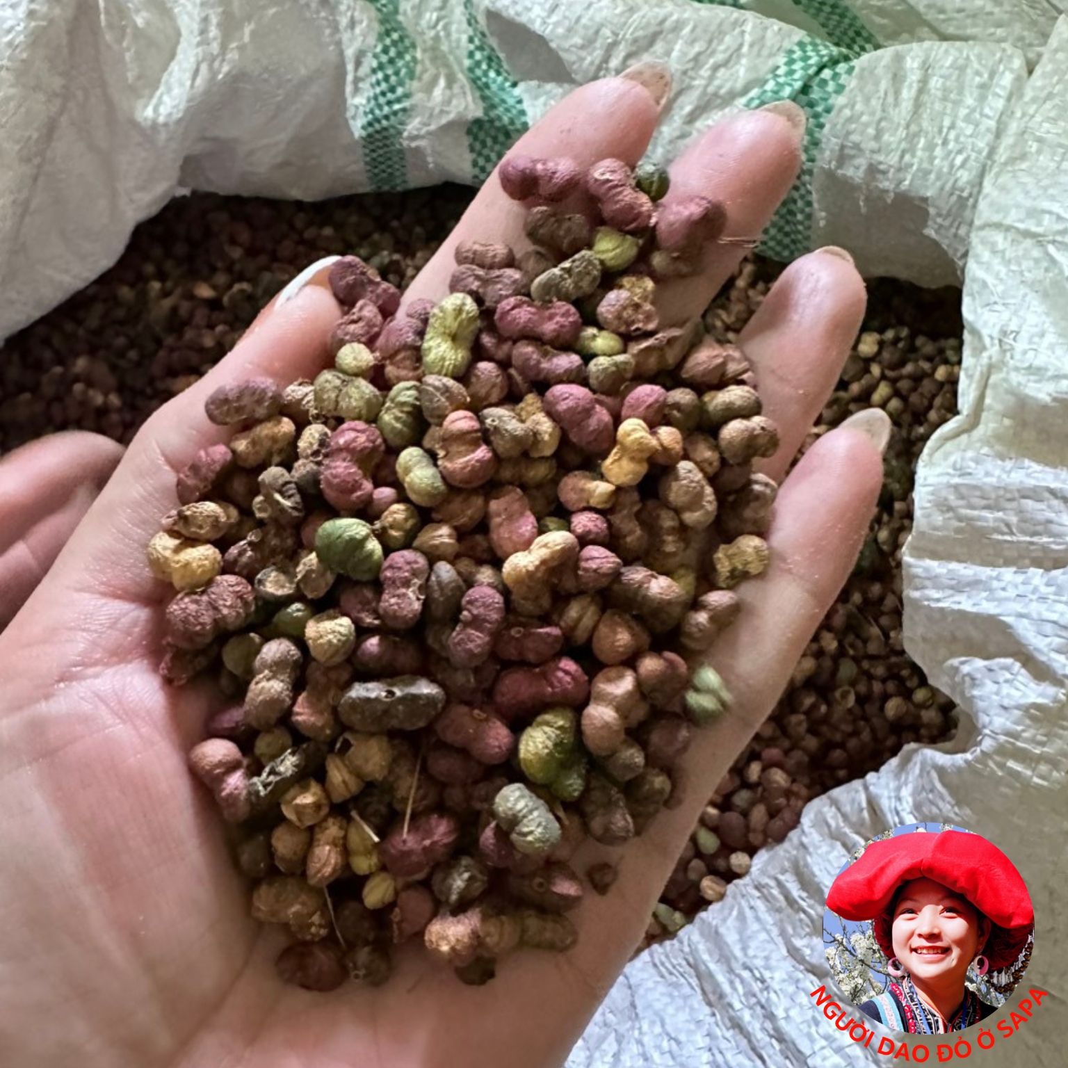 Quả, hạt tam thất bắc sấy khô loại 1 thượng hạng giúp điều hoà khí huyết. Trà quả tam thất nụ hoa tam thất bắc bao tử Hà Giang, Sapa