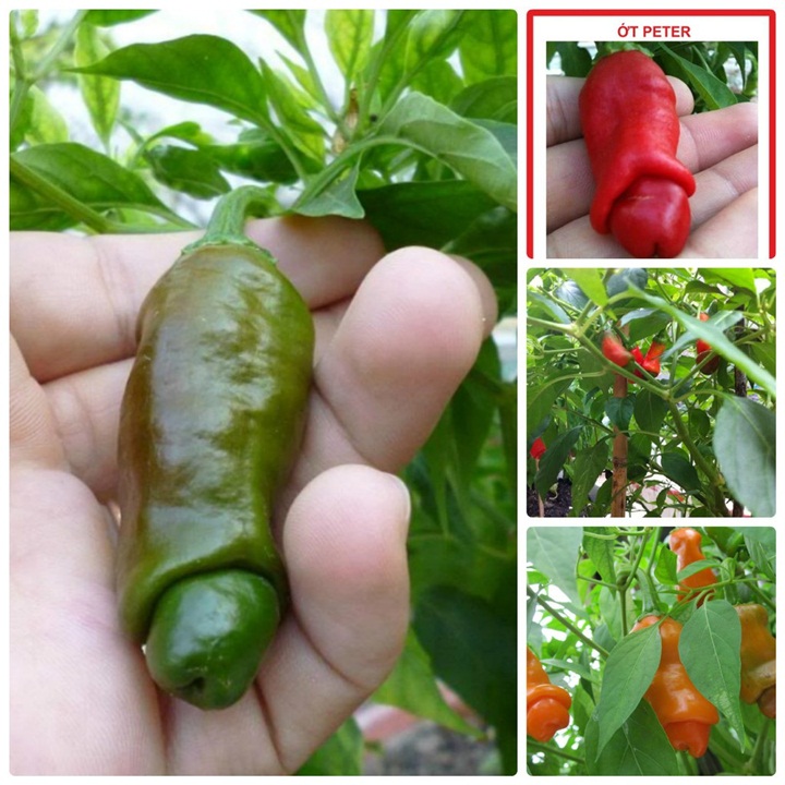 Hạt giống ớt cu tí