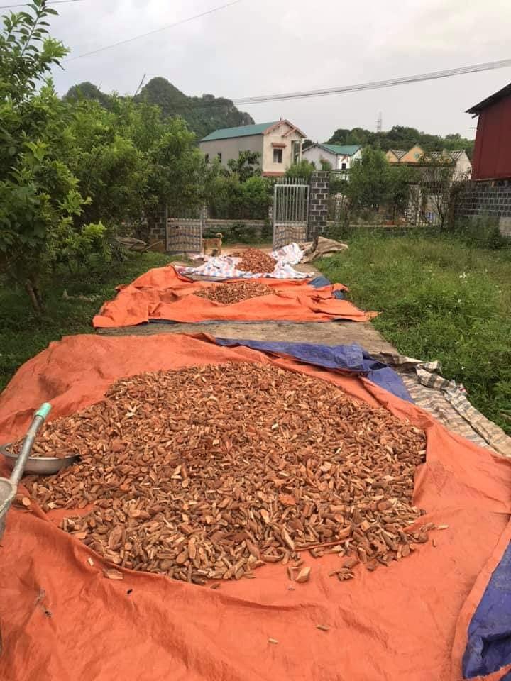 Cây mú từn - cù boong nậu - loại rừng sơn la