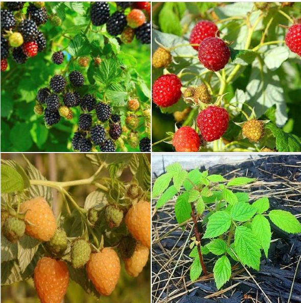 Bộ 3 gói hạt giống mâm xôi ( đỏ + vàng + đen )