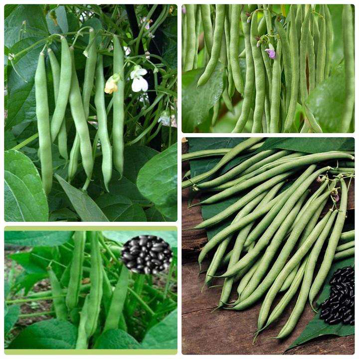 Bộ 2 gói Hạt Giống Đậu Cove leo hạt đen gói 20gr hat giong rau sach thuy canh Nongnghiepxanh