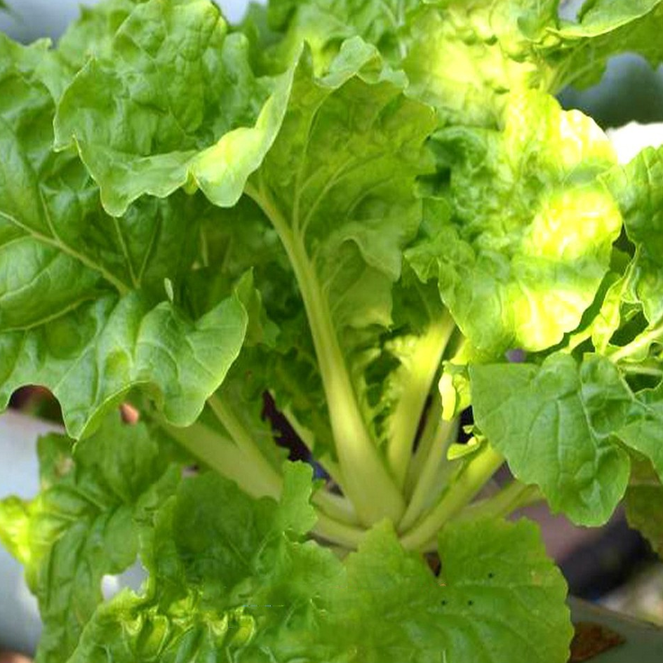 [HCM]10g Hạt Giống Cải Bẹ Dún Giòn Ngọt Dễ Trồng