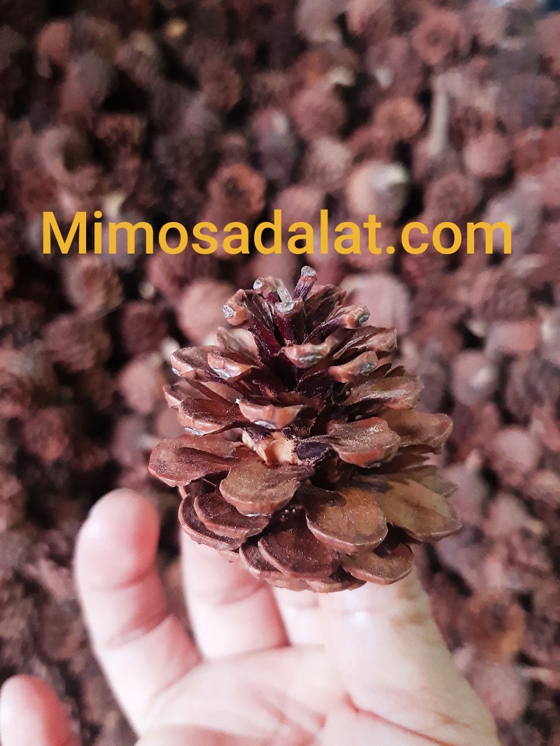 Set 50 quả thông nhỏ [ combo 50 trái thông loại nhỏ cao dưới 5cm]