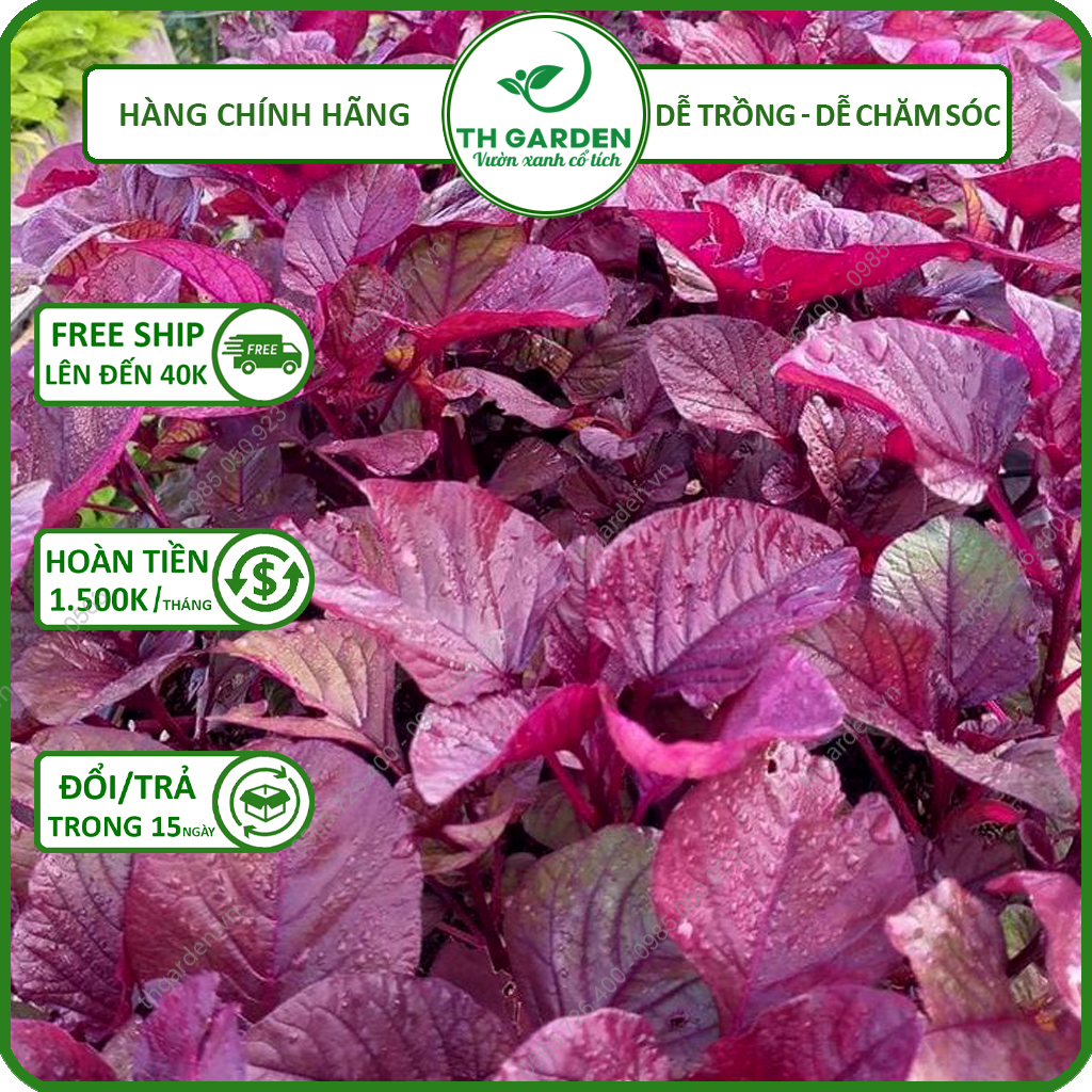 Hạt Giống Rau Dền Đỏ Cao Sản TH Garden - Gói 20GR - Hạt Giống Dễ Trồng Dễ Chăm Sóc, Năng Suất Cao