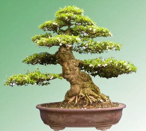 Combo 2 cây mai chiếu thuỷ dáng bonsai cây gủi đi như hình