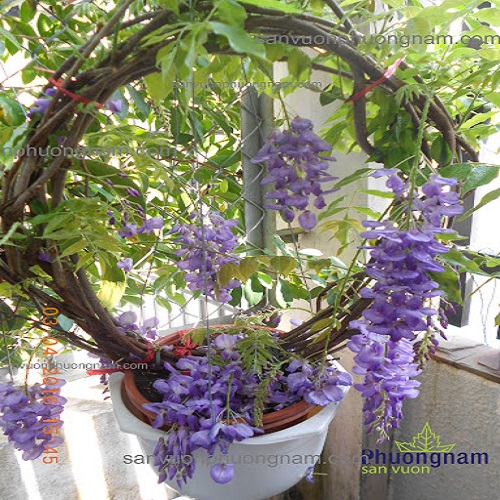 Cây hoa Tử đằng Nhật Bảo tím leo, VÒNG HOA SIÊU ĐẸP