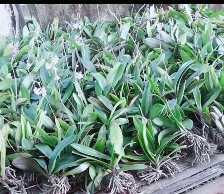 2 cây Lan tiểu hồ điệp rừng