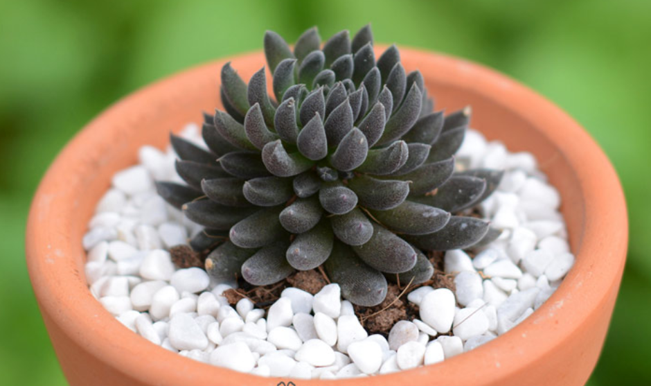 Sen đá nhím đen - Đà Lạt - Lỗi 1 đổi 1