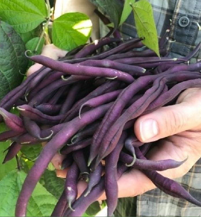 Hạt giống đậu cove tím túi 5gr - tghg