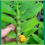 Hoa phong lan phi điệp lá mít , cây cực đẹp