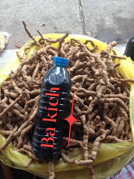 Củ ba kích rừng tươi