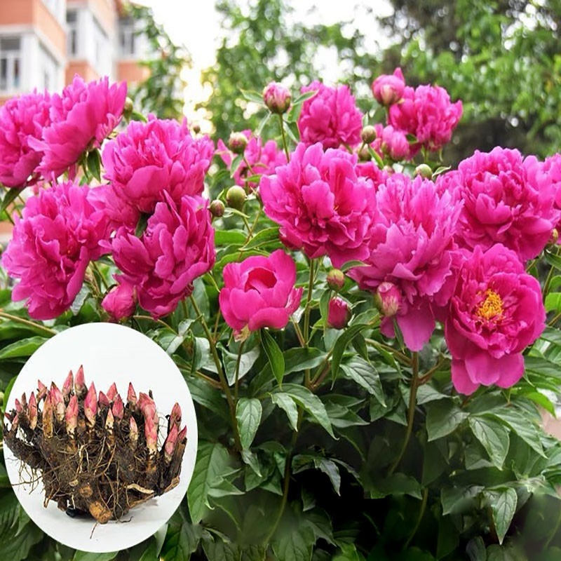 Hot-selling household goods Củ hoa mẫu đơn cánh kép nhiều màu củ cây hoa mẫu đơn đã nảy nhiều mầm