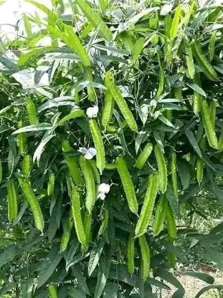 Hạt giống đậu rồng gói 10 hạt