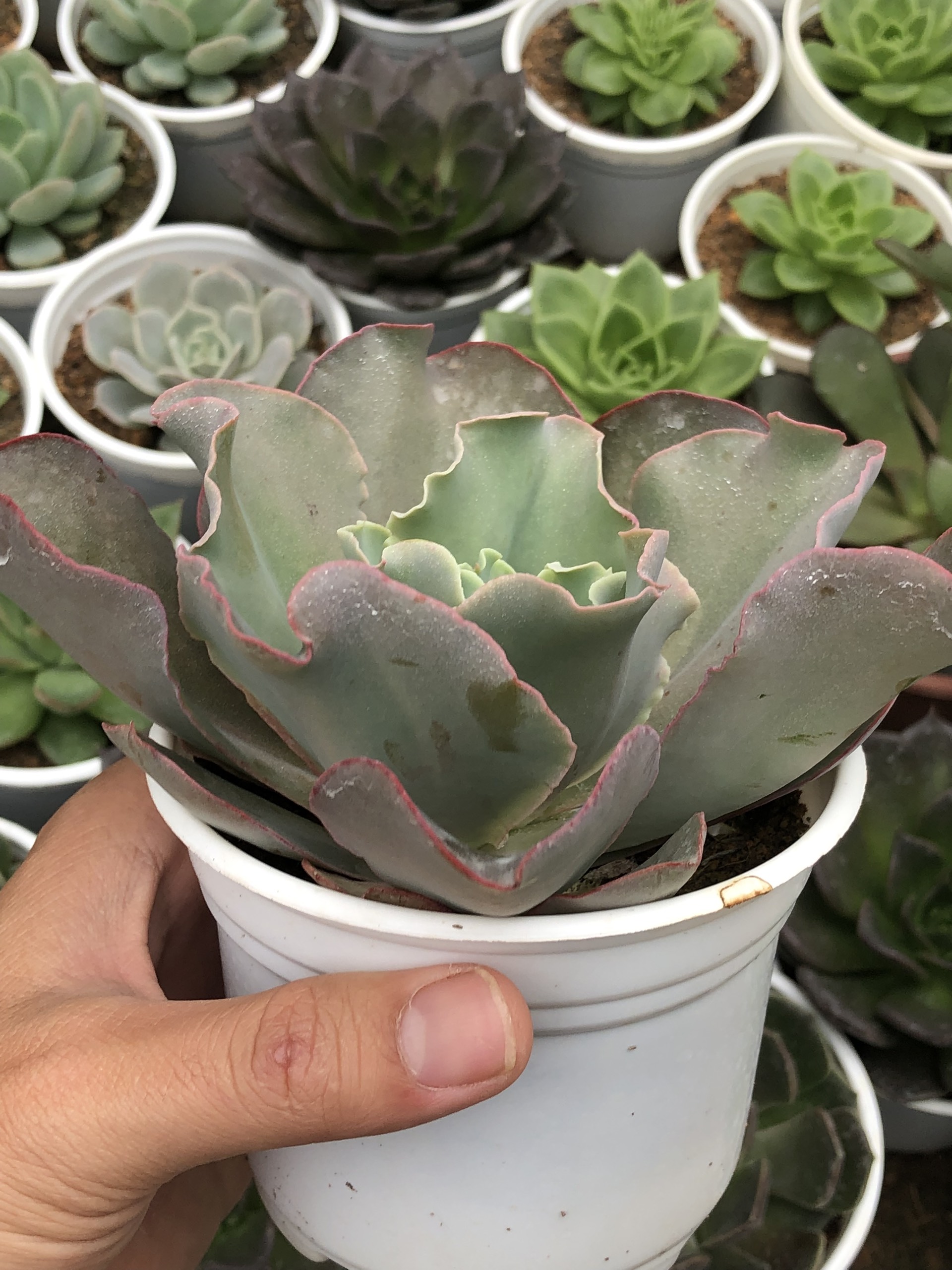 Chậu trồng cây sen đá LAFAGARDEN kích thước 105x80mm chậu nhựa trồng cây sen đá chuyên nghiệp tiện lợi độ bền cao