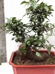 Cây sung bonsai 3