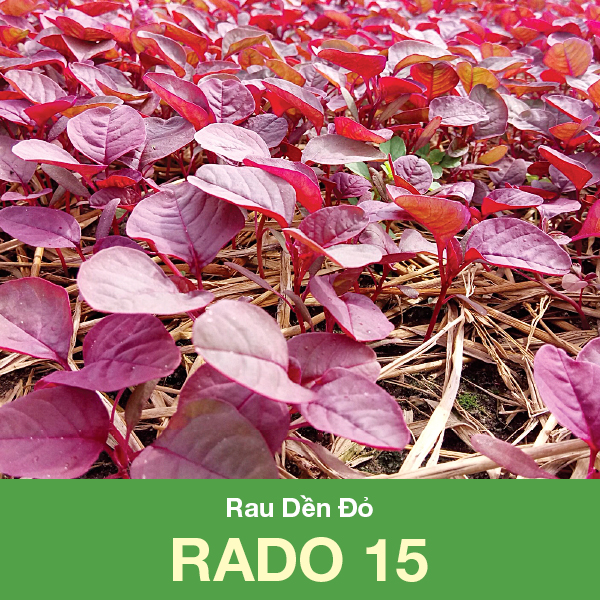 Hạt giống rau dền đỏ rado gói 50gram