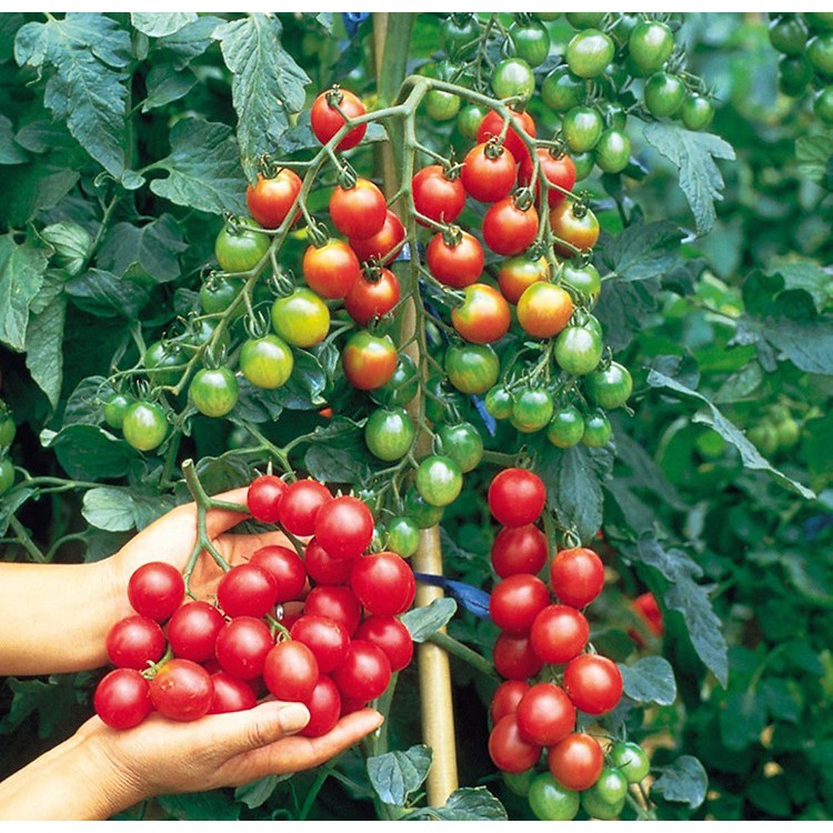 Hạt giống cà chua bi cherry f1 nảy mầm cao