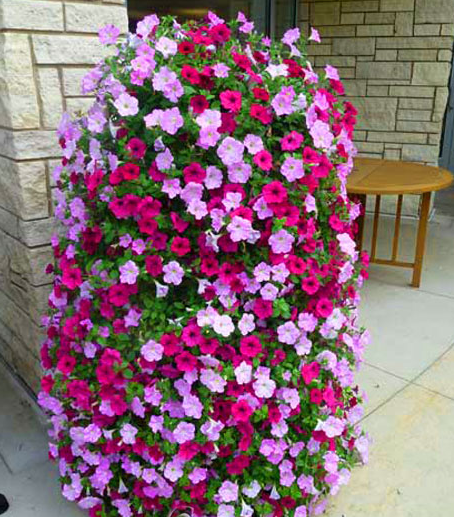 Bộ 2 gói Hạt Giống Dạ Yến Thảo Mix Nhiều Màu hat giong sach thuy canh hat giong hoa dep da yen thao