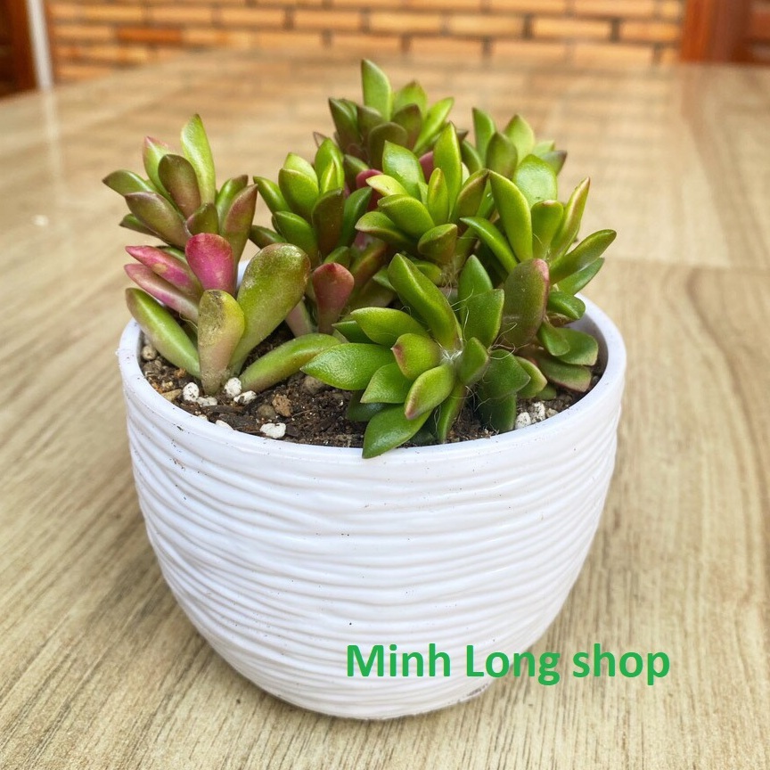 Bộ 04 chậu sóng tròn trồng hoa nhựa dày đẹp 17x13cm