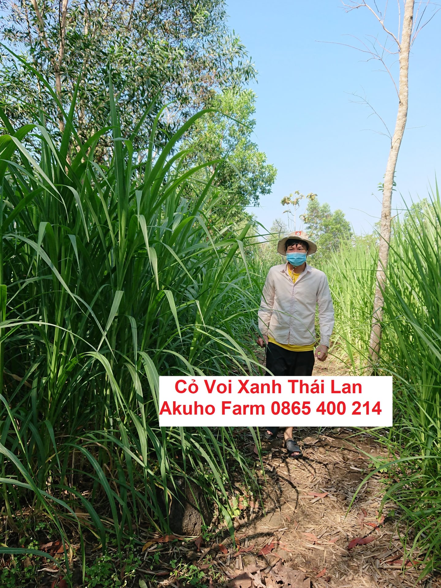 10 Hom Giống Cỏ Voi Xanh Thái Lan – Pakchong 1