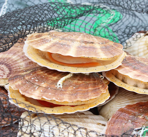 HCM - Sò Điệp Nhật nguyên con  1Kg