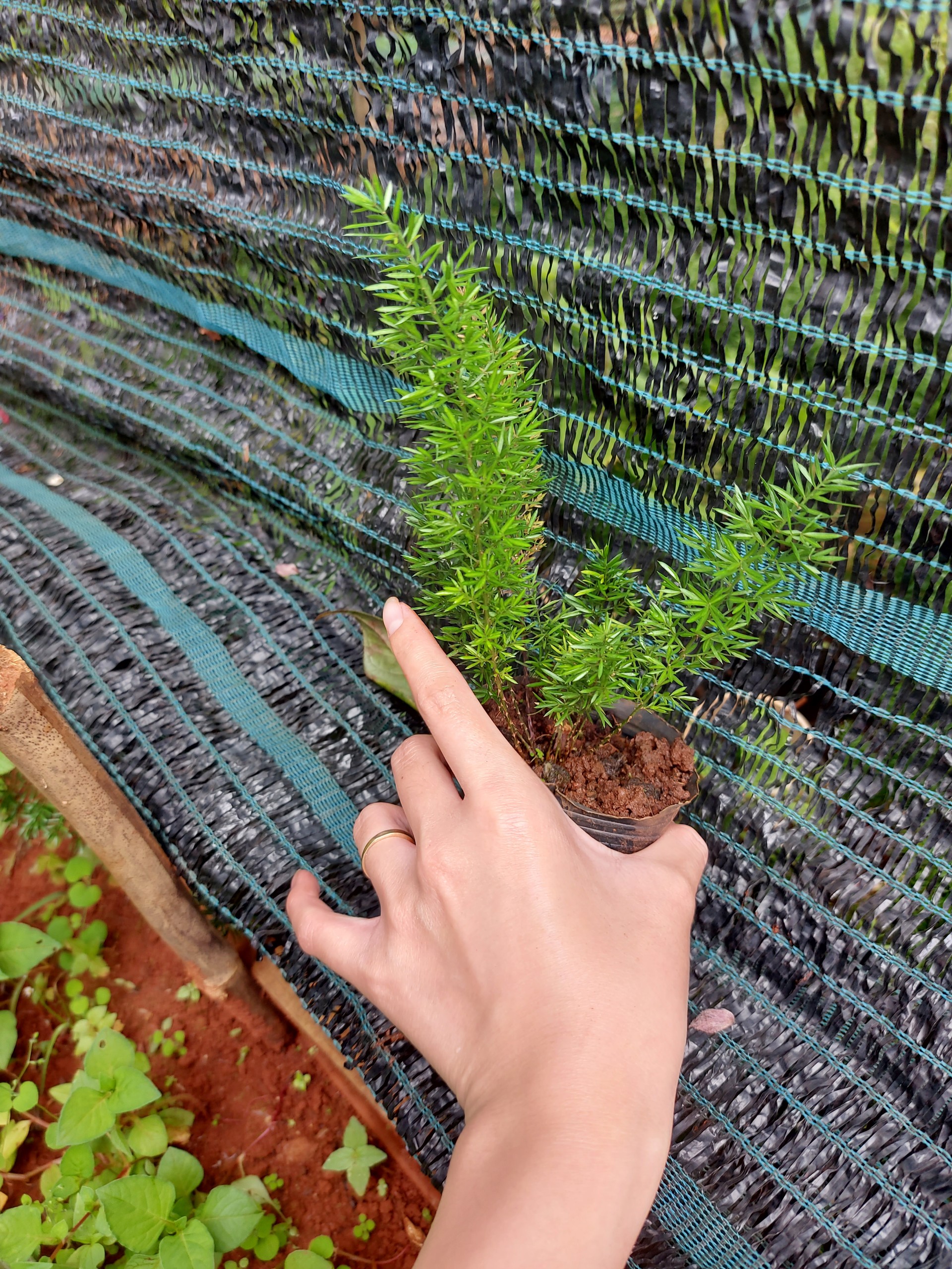 Tùng đuôi chồn mini. chậu trung