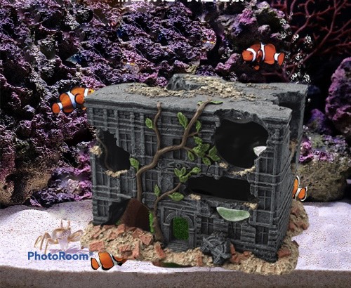 [HCM]Trang Trí Hồ Cá  Thuỷ Sinh - Ngôi Nhà Hoang 2