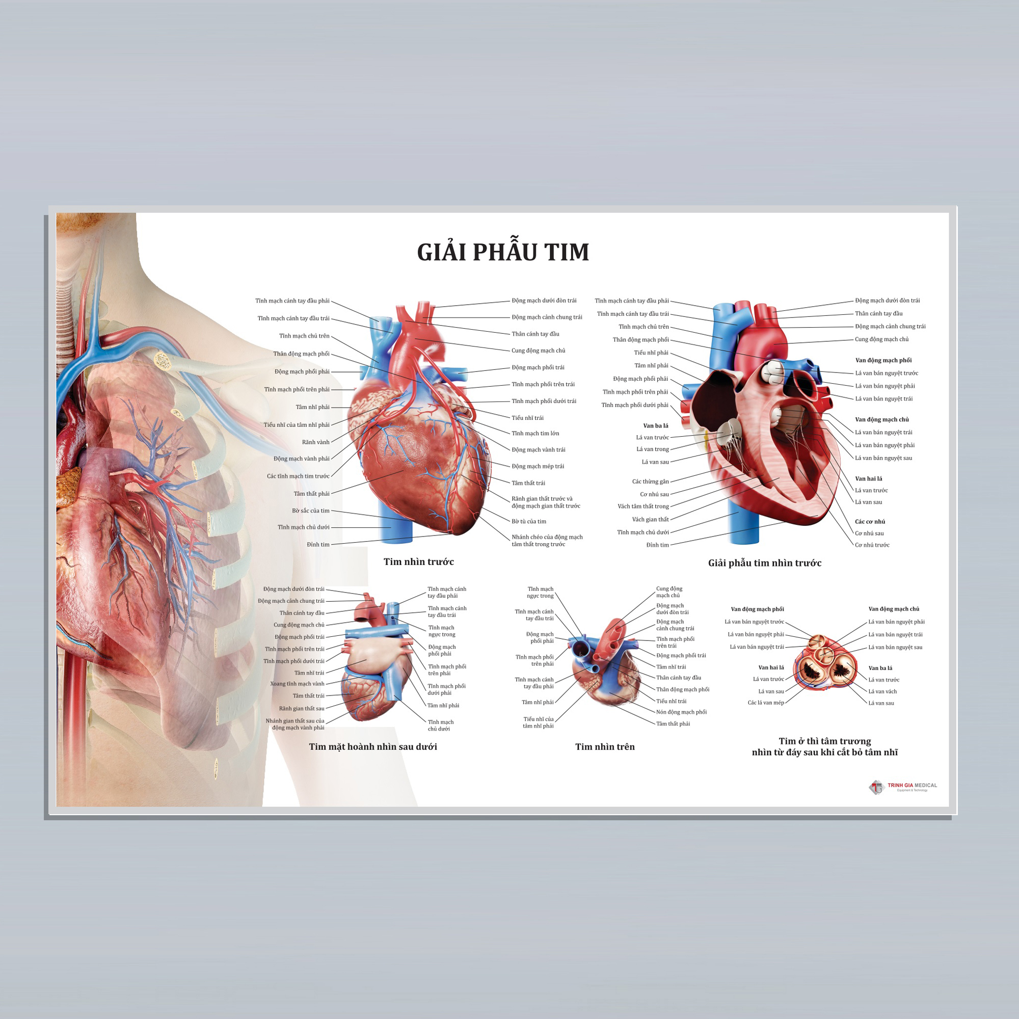 Tranh giải phẫu tim - 50x75cm - decal dán