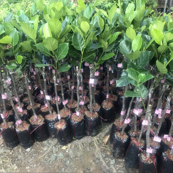 Cây mít thái da xanh cây trồng 2 năm cho thu hoạch