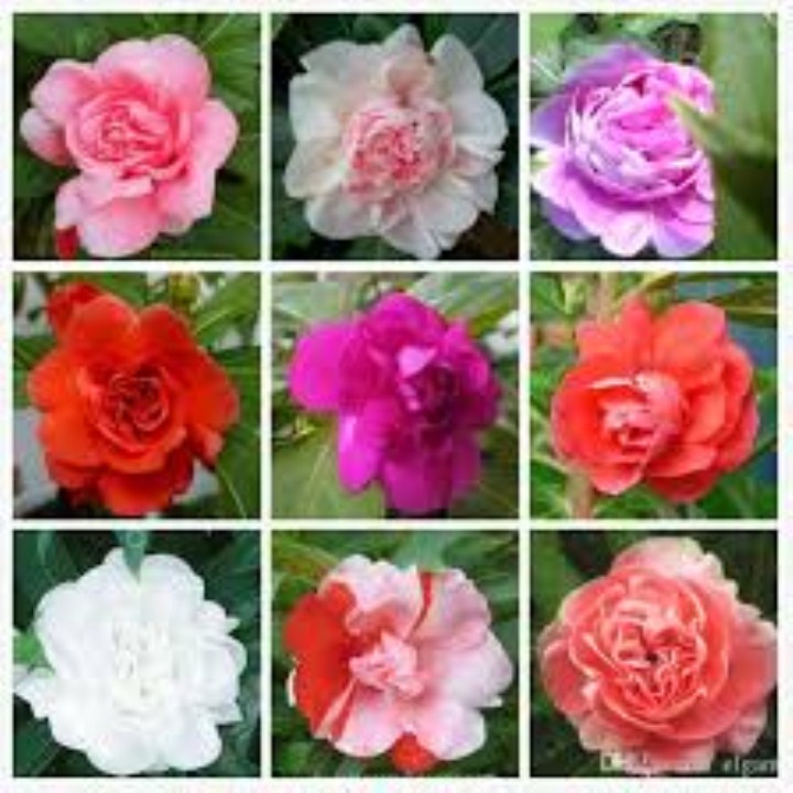 hạt giống hoa móng tay kép gói 50 hạt mua từ 50k tặng 2 sản phẩm