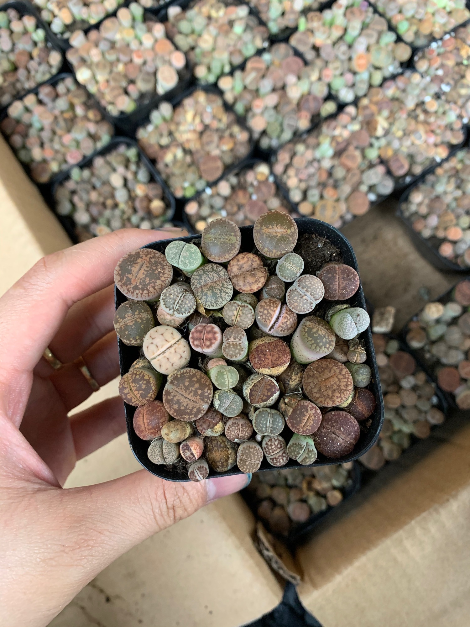 Thạch lan. Sen mông. Lithops