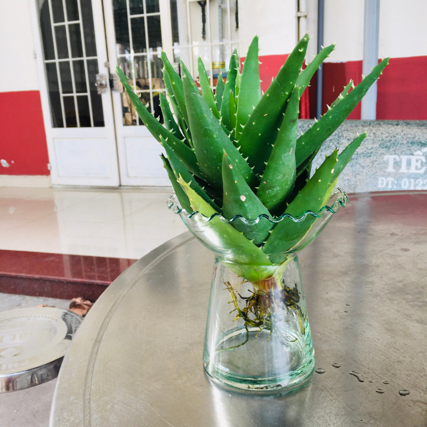 Bể thủy tinh miệng nhúng bèo để trồng cây nha đam - lô hội - thủy canh hàng HOMEMADE BT-PT1