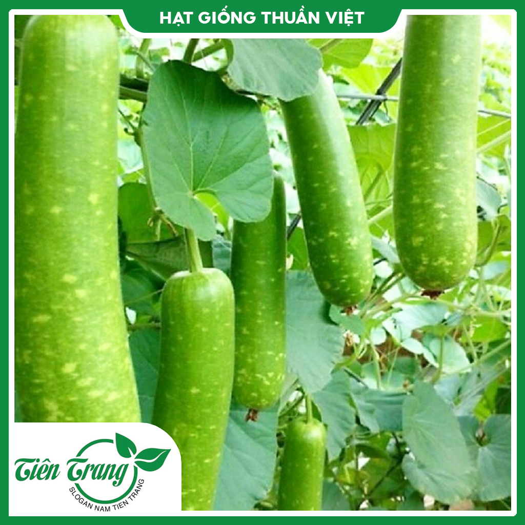 Hạt giống bầu sao trái ngắn f1 - bầu sao trái dài tn