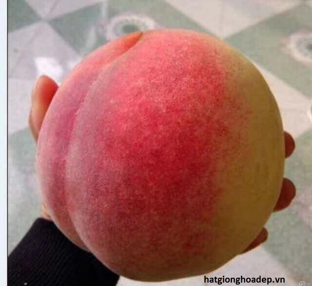 CÂY GIỐNG ĐÀO TIÊN NHIỆT ĐỚI NHẬT BẢN (đào tiên chịu nhiệt)