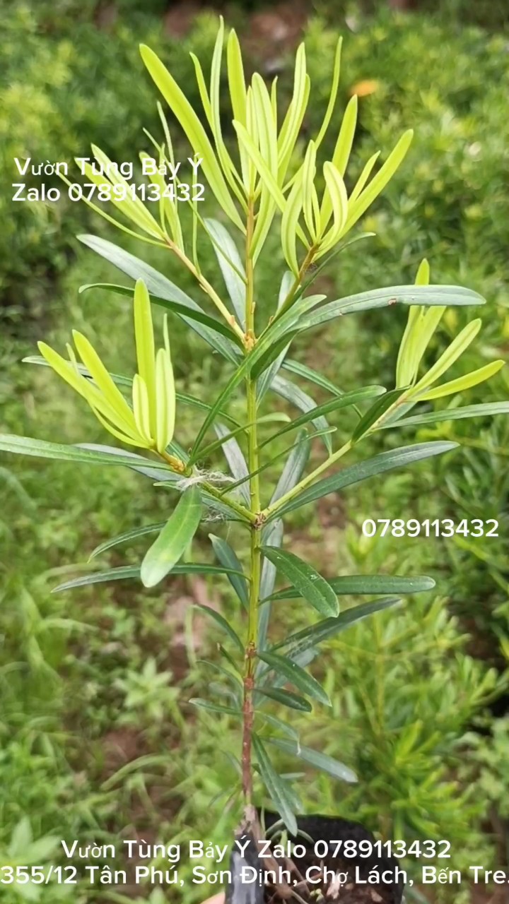 Tùng đài loan gieo hạt cao 20-25cm -giao cây cỡ như hình cuối