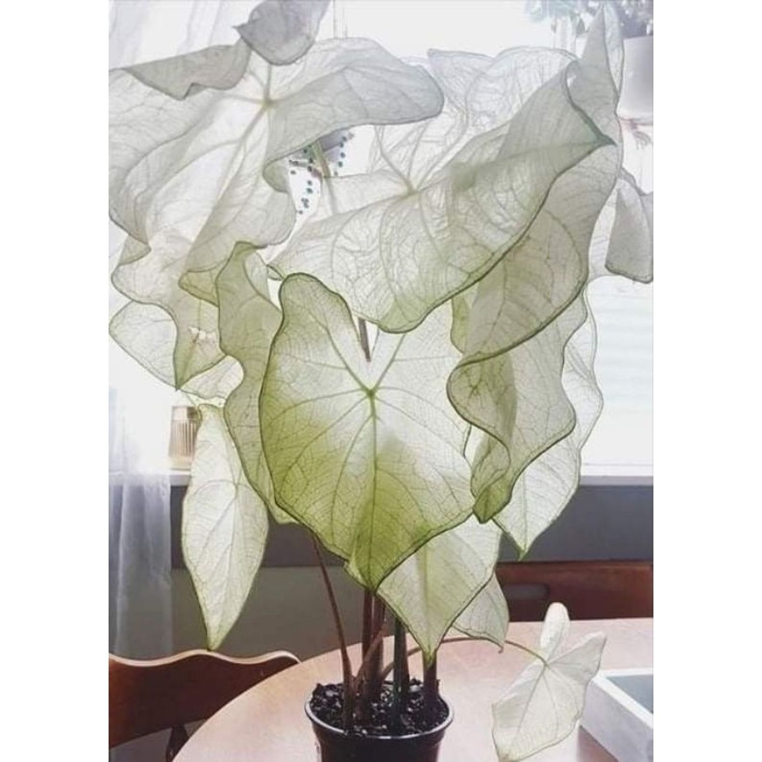 Cây môn thiên nga trắng - Caladium